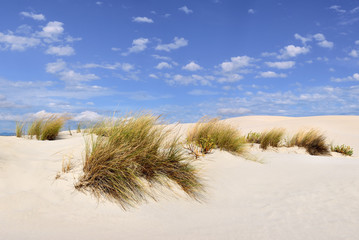 Coastal dune