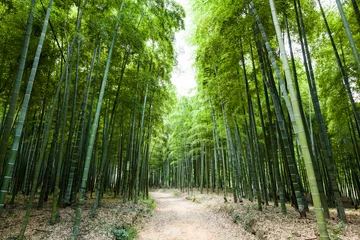 Fotobehang Bamboo Bos © 06photo