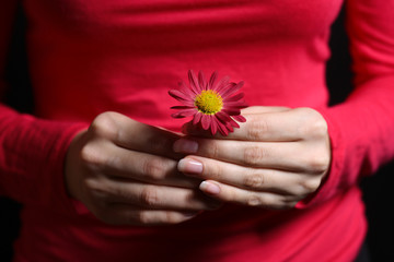 Woman hands with french manicure holding red flower