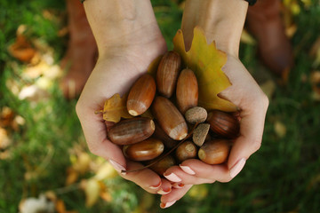 Naklejka na ściany i meble Brown Acorns in the hands with leaf autumn