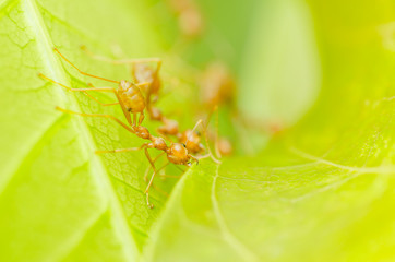 red ants teamwork