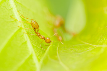 red ants teamwork