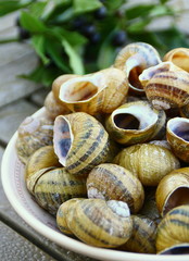 coquilles d'escargots vides