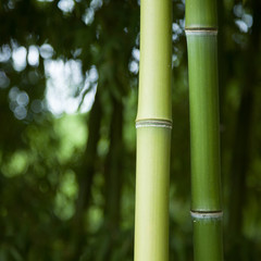 Fototapeta premium Bamboo forest background