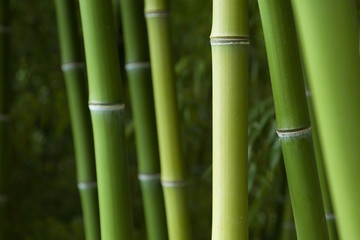 Fototapeta premium Bamboo forest background