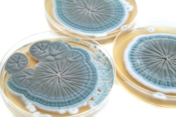 agar plates with Penicillium fungi on white