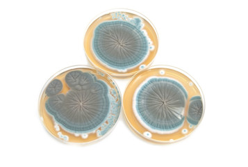 Penicillium fungi on agar plates over white