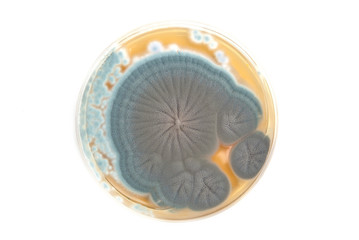 Penicillium fungi on agar plate