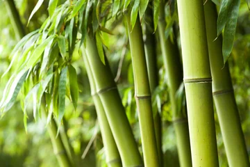 Zelfklevend Fotobehang Bamboe bos achtergrond © 06photo