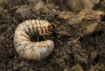 Rhinoceros beetle larva in a brown ground.