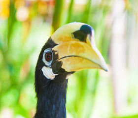 Wreathed Hornbill (Aceros Undulatus)
