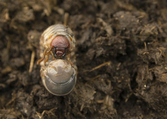 Rhinoceros beetle larva in the ground