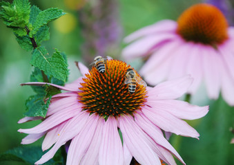 Echinacea Purpurea with Bees