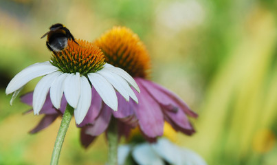 Echinacea Purpurea with Bee