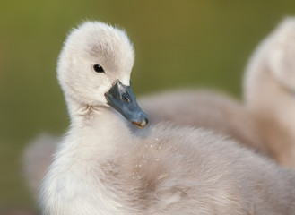 junger Höckerschwan