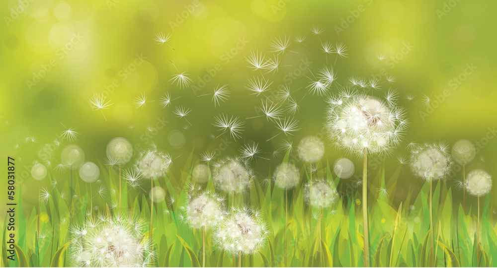 Canvas Prints vector of spring background with white dandelions.
