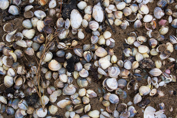 seashells on the baltic sea