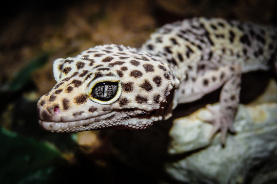 Leopardgecko