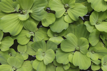 Water plant pattern