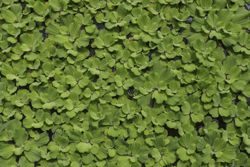 Water lettuce