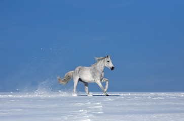 Obraz premium biały koń w świstu