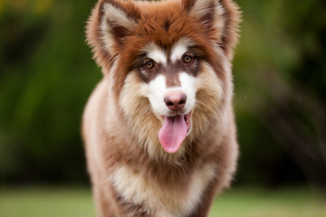 Alaskan Malamute