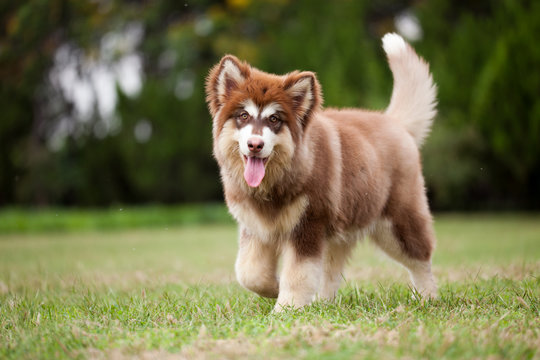 Alaskan Malamute