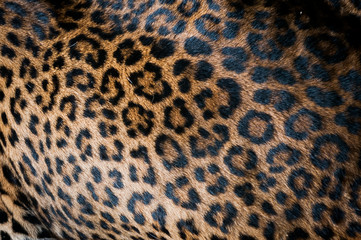 Pelage de léopard