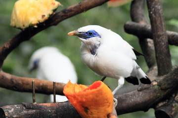Bali Myna (Leucopsar rothschildi), bird in Hong Kong park 