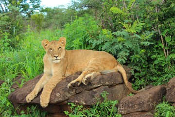 Naklejka premium Löwe