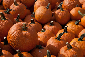 The Harvest of Pumpkins