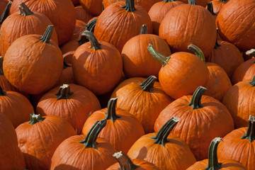 The Harvest of Pumpkins