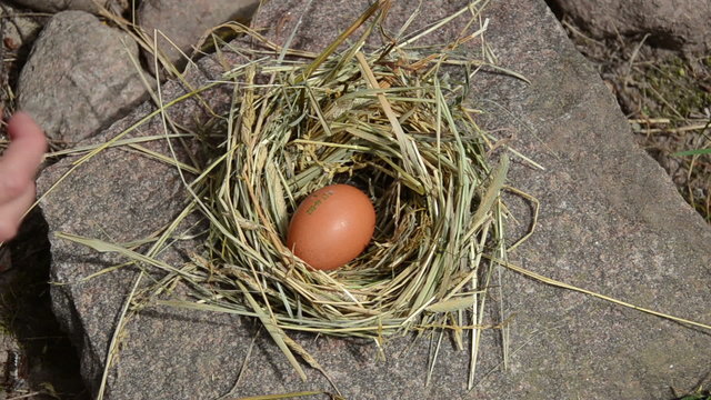 Hand gather fresh eggs from chicken hen nest place in rural farm