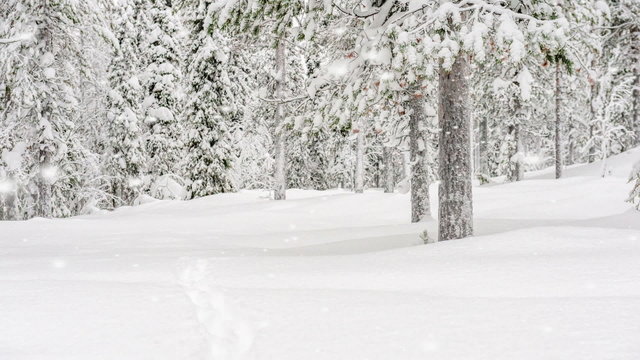 Snow covered forest in a snowstorm