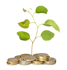 Sapling growing from coins