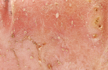 Fototapeta premium Fresh red potato. Close up