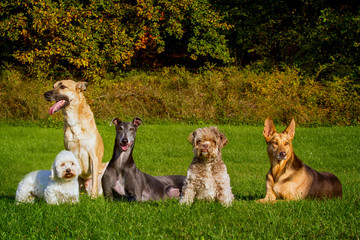Hundegruppe
