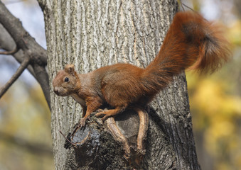 Red squirrel on a tree