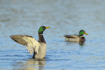 Obraz premium Mallard ducks on a river