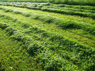 mown grass with lines 6