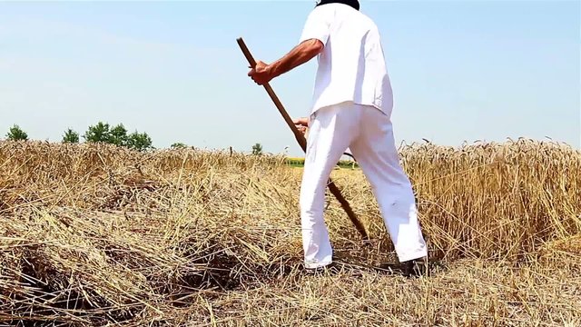 Farmer cutting wheat