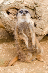 Fototapeta premium Meerkat (suricate)