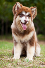 Alaskan Malamute