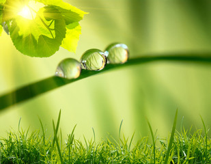 morning nature background with beautiful drop