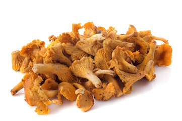 golden chanterelle