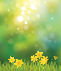 Naklejka premium Vector of daffodil flowers on spring background.