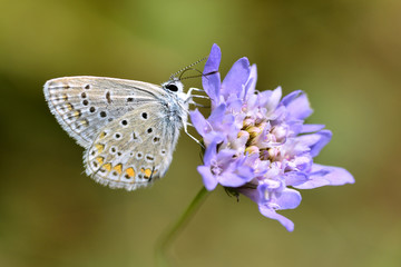 Argus butterfly feeding on scabiosa genus flower