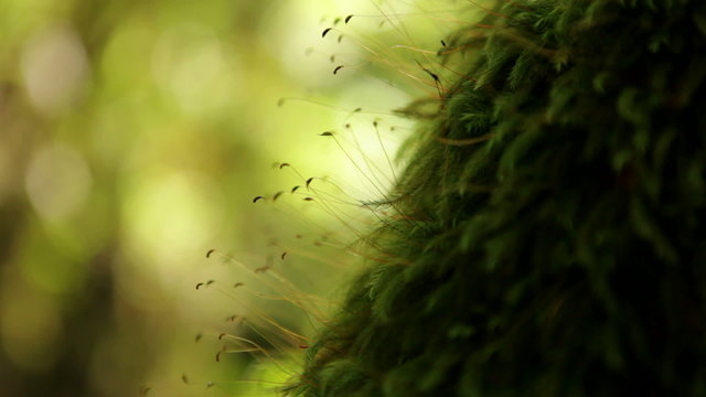 Close up of rich green moss and spores silhouetted on tree trunk in tropical rain forest