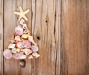 Sea shells shaped as a Christmas tree