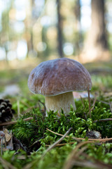 Lone boletus
